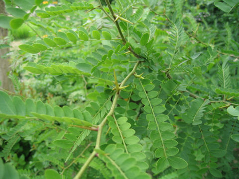 Gleditsia heterophylla