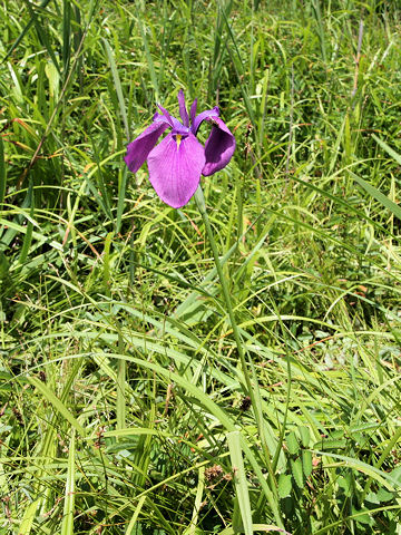 Iris ensata var. spontanea