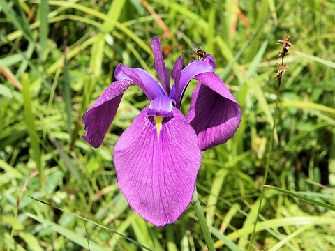 Iris ensata var. spontanea