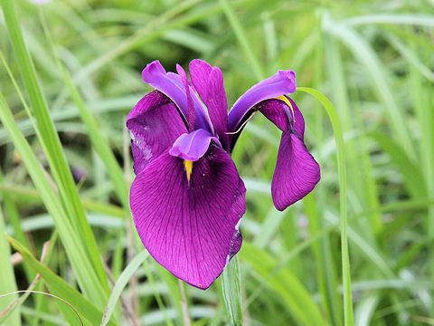 Iris ensata var. spontanea