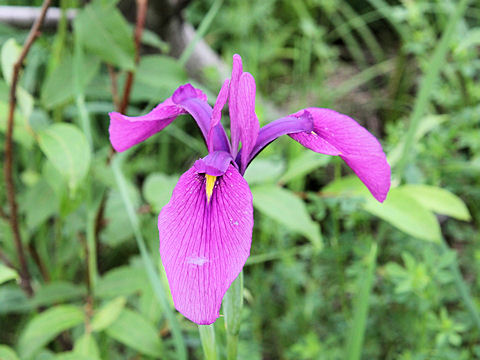 Iris ensata var. spontanea