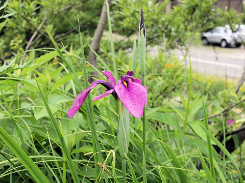 Iris ensata var. spontanea