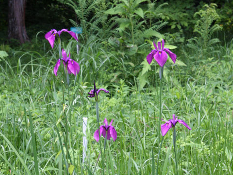 Iris ensata var. spontanea