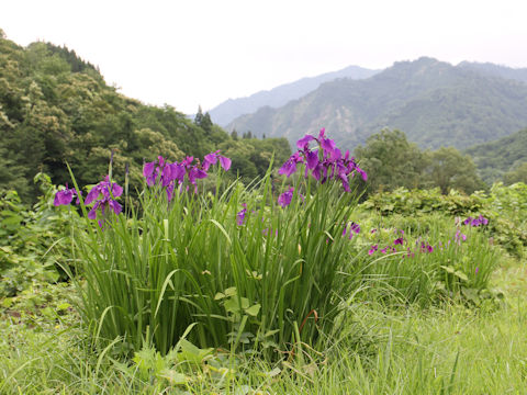 Iris ensata var. spontanea