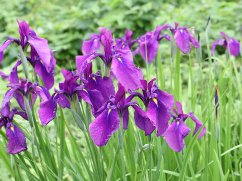 Iris ensata var. spontanea