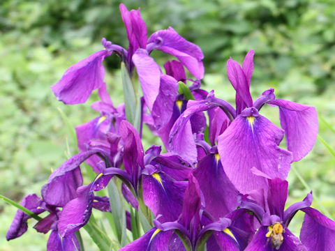 Iris ensata var. spontanea