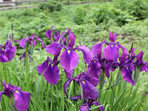 Iris ensata var. spontanea