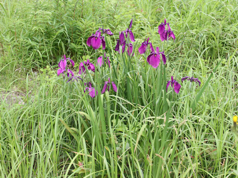 Iris ensata var. spontanea