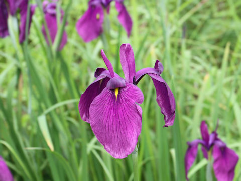 Iris ensata var. spontanea