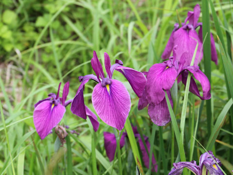 Iris ensata var. spontanea