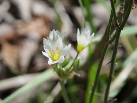 Nothoscordum bivalve