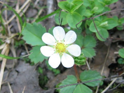 Fragaria iinumae