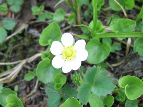 Fragaria iinumae