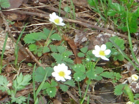 Fragaria iinumae