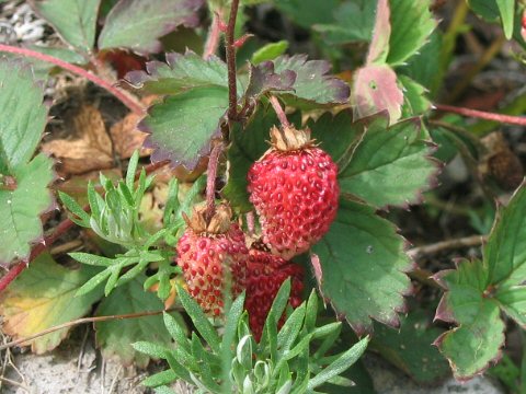 Fragaria iinumae