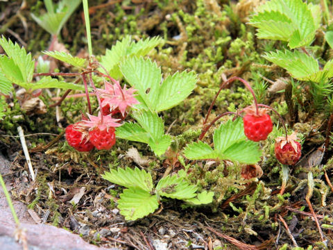 Fragaria iinumae