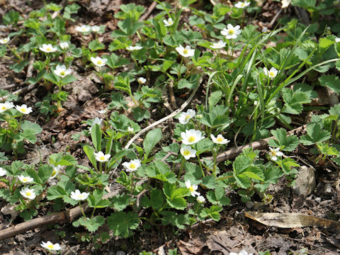 Fragaria iinumae