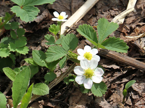 Fragaria iinumae