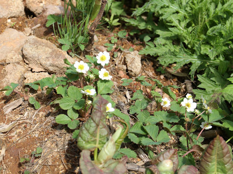 Fragaria iinumae