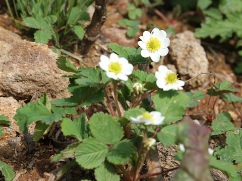 Fragaria iinumae