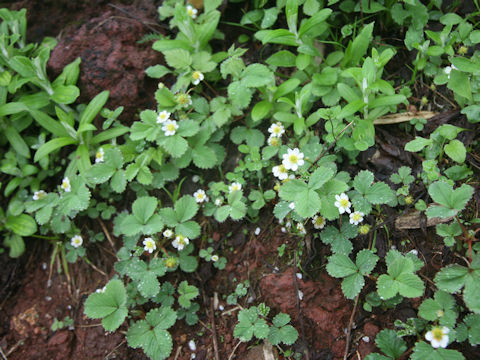 Fragaria iinumae