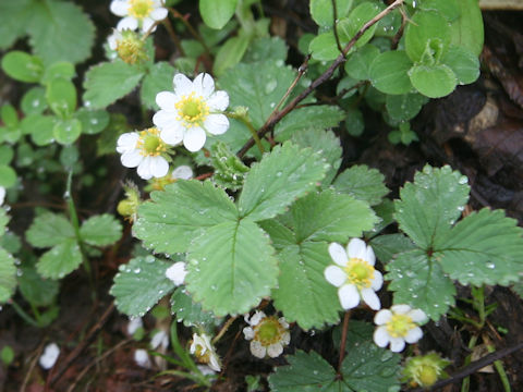 Fragaria iinumae