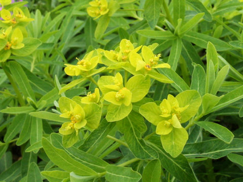 Euphorbia adenochlora