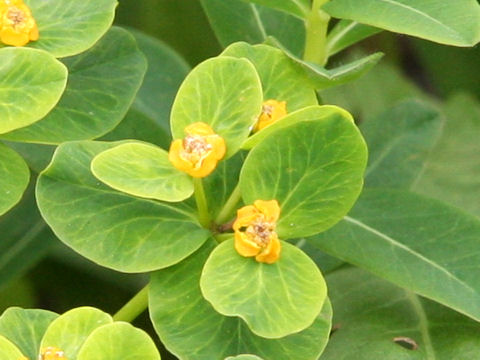 Euphorbia adenochlora