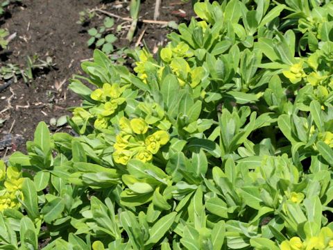 Euphorbia adenochlora