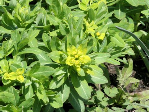 Euphorbia adenochlora