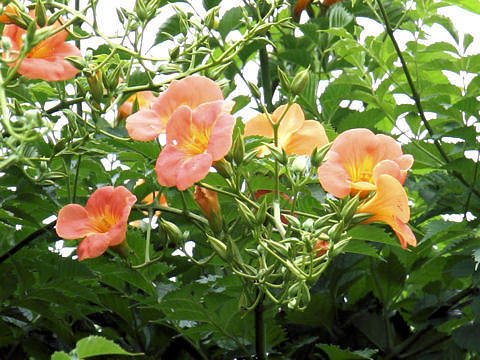 Campsis grandiflora