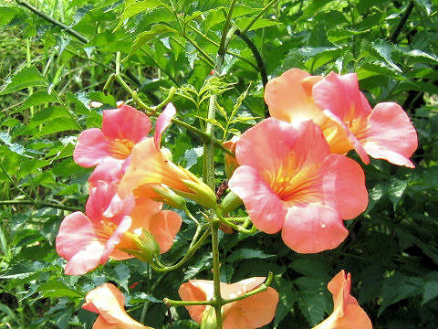 Campsis grandiflora