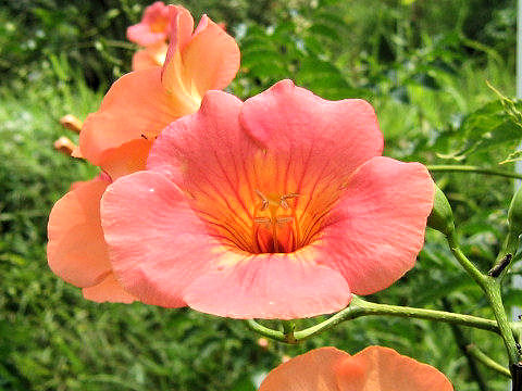 Campsis grandiflora