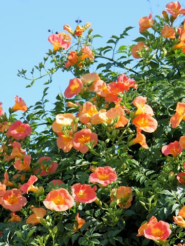 Campsis grandiflora