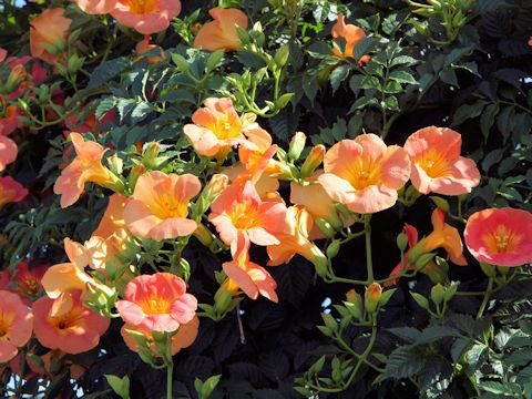 Campsis grandiflora