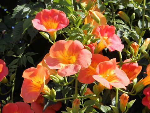 Campsis grandiflora