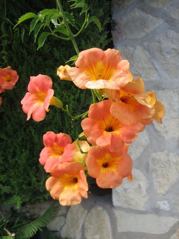 Campsis grandiflora