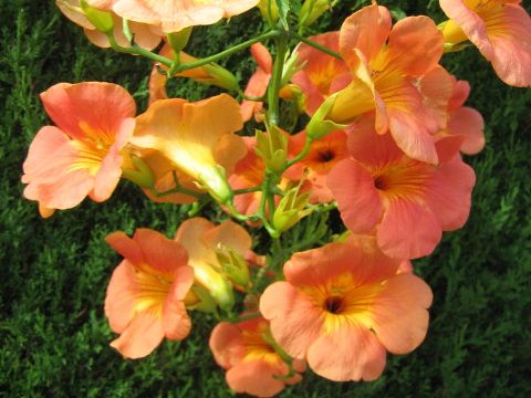 Campsis grandiflora