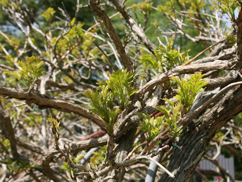 Campsis grandiflora