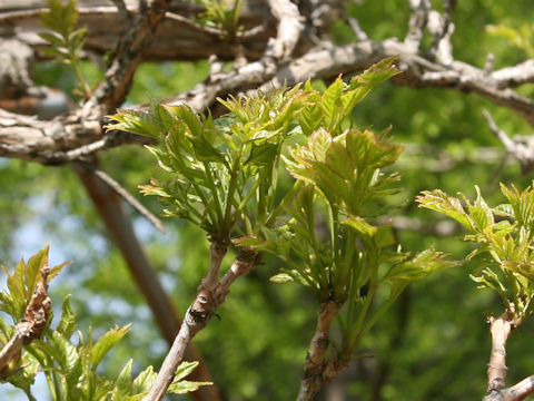 Campsis grandiflora