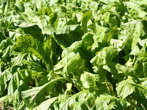 Brassica campestris var. hakabura