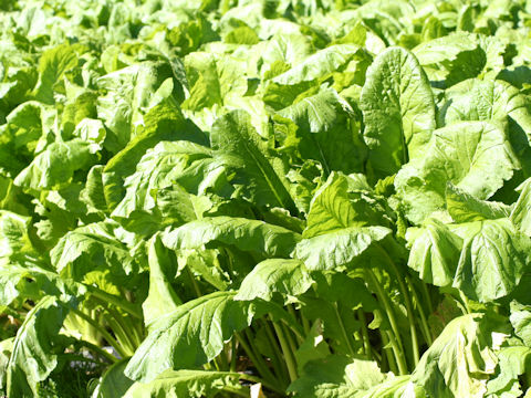 Brassica campestris var. hakabura