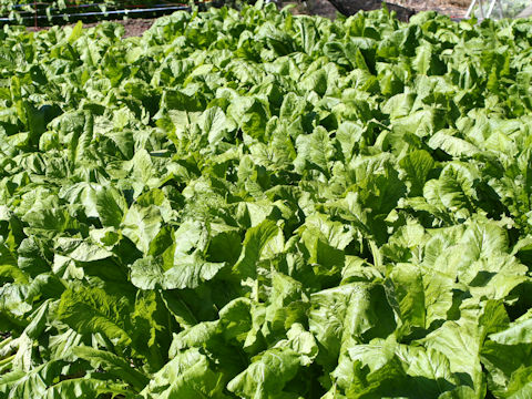 Brassica campestris var. hakabura