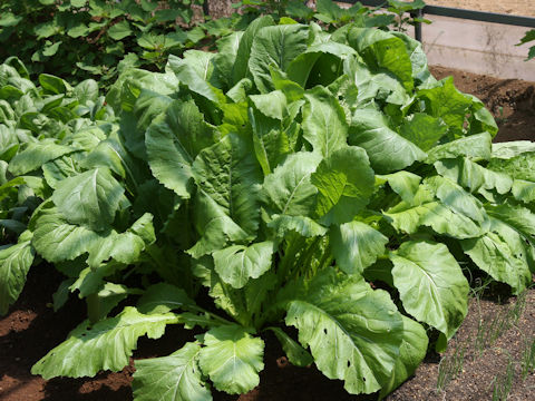 Brassica campestris var. hakabura