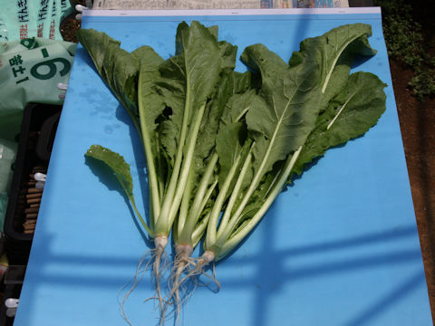 Brassica campestris var. hakabura