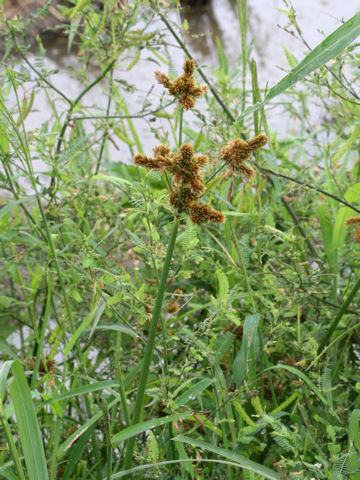 Cyperus glomeratus