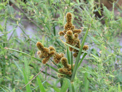 Cyperus glomeratus