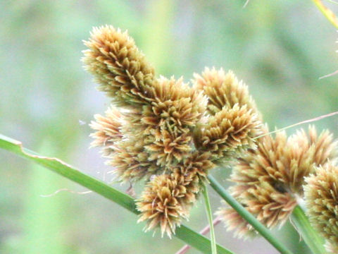 Cyperus glomeratus