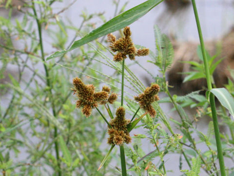 Cyperus glomeratus