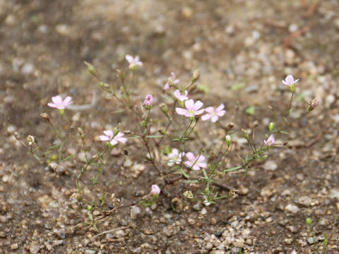 Gypsophila muralis